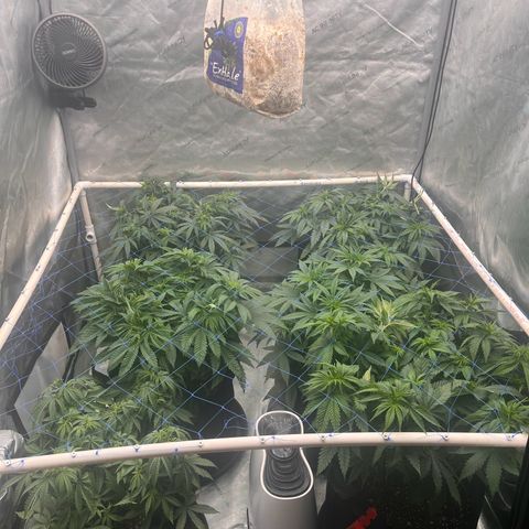 Northern Lights growlog timeline photo