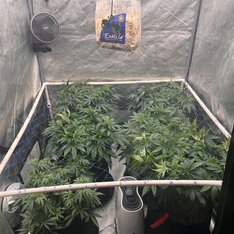 Northern Lights growlog timeline photo