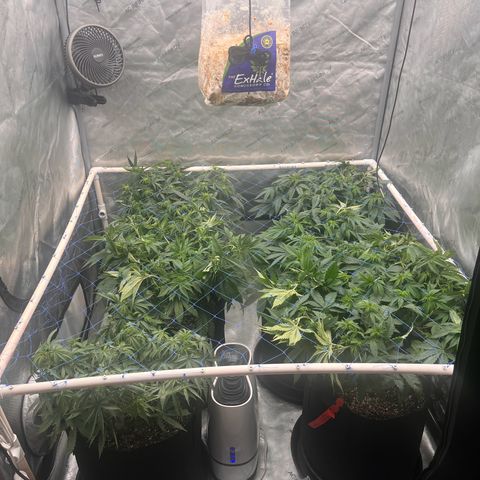 Northern Lights growlog timeline photo