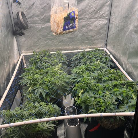 Northern Lights growlog timeline photo
