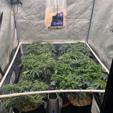 Northern Lights growlog timeline photo