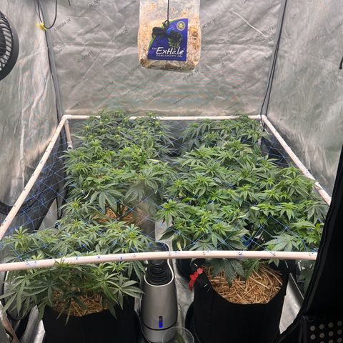 Northern Lights growlog timeline photo