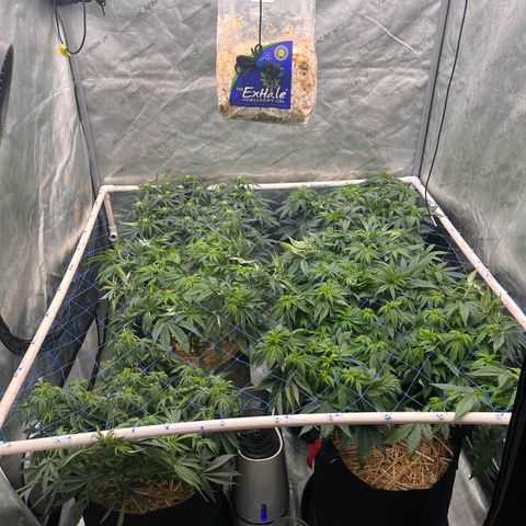 Northern Lights growlog timeline photo