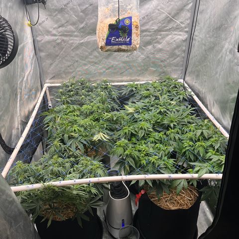 Northern Lights growlog timeline photo