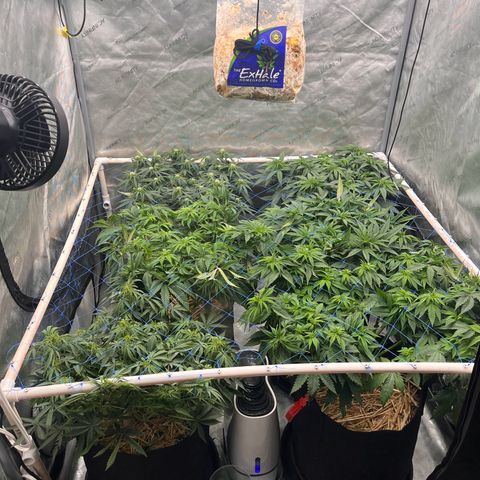 Northern Lights growlog timeline photo
