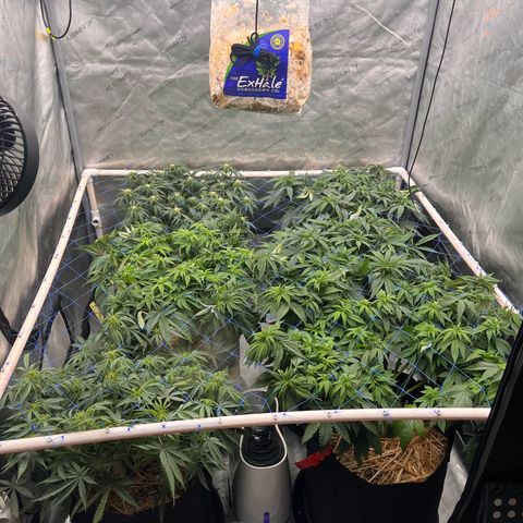 Northern Lights growlog timeline photo