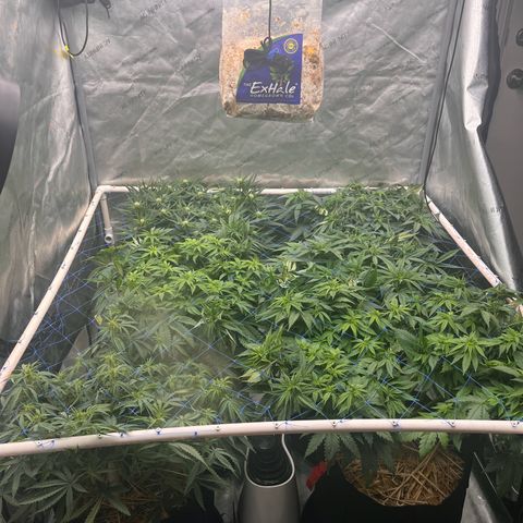 Northern Lights growlog timeline photo