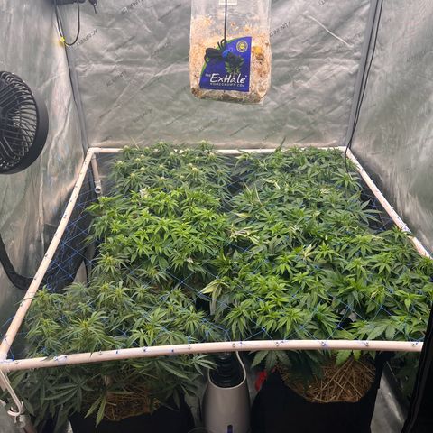 Northern Lights growlog timeline photo
