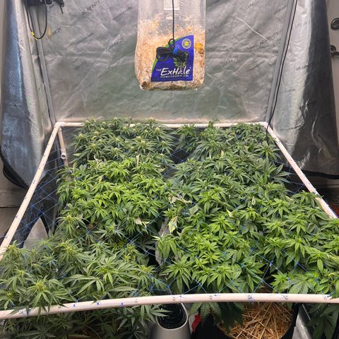 Northern Lights growlog timeline photo