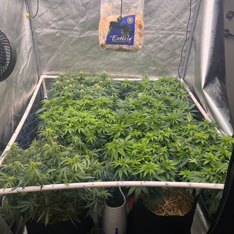 Northern Lights growlog timeline photo