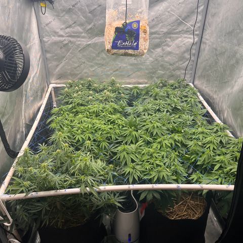 Northern Lights growlog timeline photo