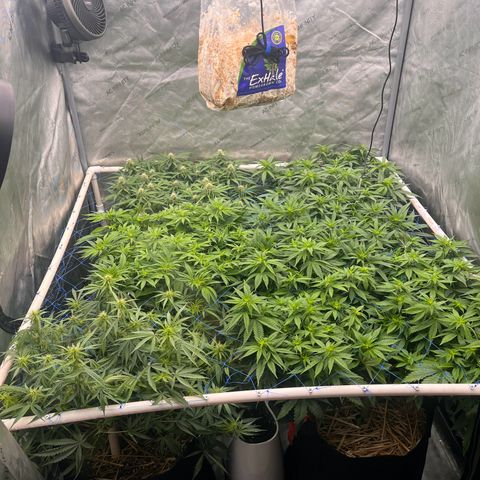 Northern Lights growlog timeline photo