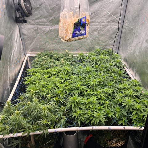 Northern Lights growlog timeline photo