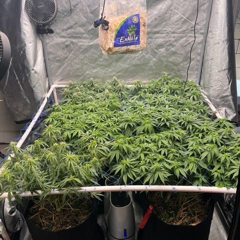 Northern Lights growlog timeline photo