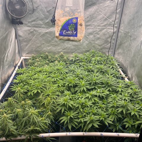 Northern Lights growlog timeline photo