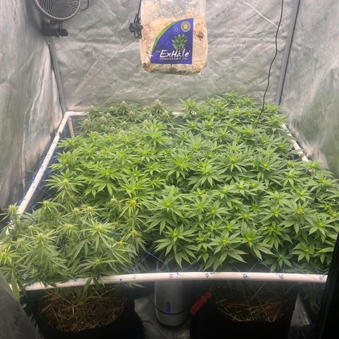 Northern Lights growlog timeline photo