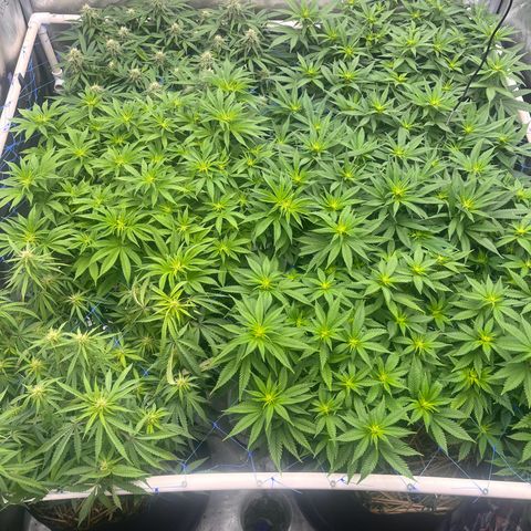 Northern Lights growlog timeline photo
