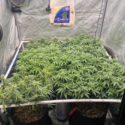 Northern Lights growlog timeline photo
