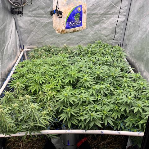 Northern Lights growlog timeline photo