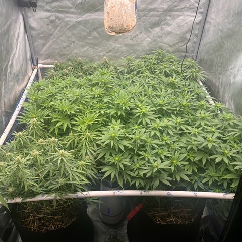Northern Lights growlog timeline photo