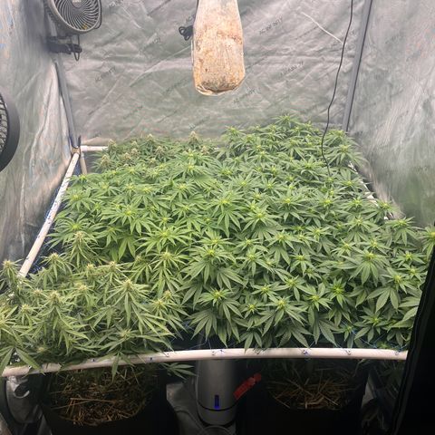 Northern Lights growlog timeline photo