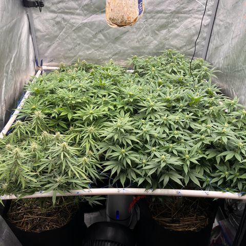 Northern Lights growlog timeline photo