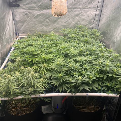 Northern Lights growlog timeline photo