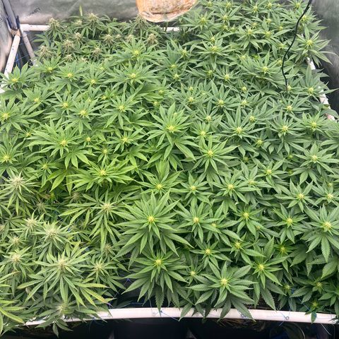 Northern Lights growlog timeline photo