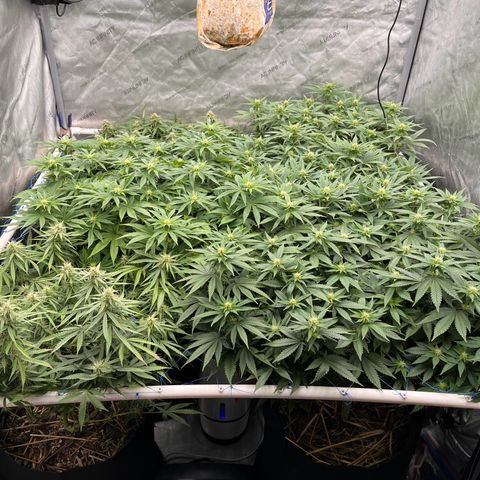 Northern Lights growlog timeline photo