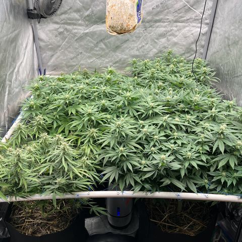 Northern Lights growlog timeline photo