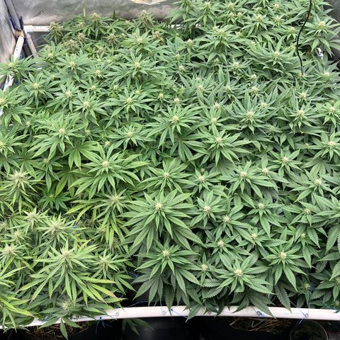 Northern Lights growlog timeline photo