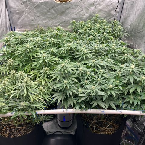 Northern Lights growlog timeline photo