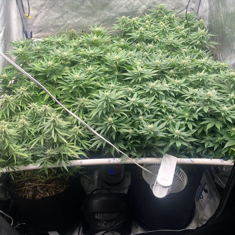 Northern Lights growlog timeline photo