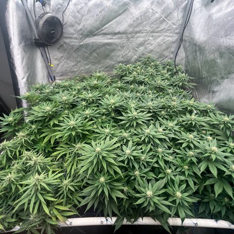 Northern Lights growlog timeline photo