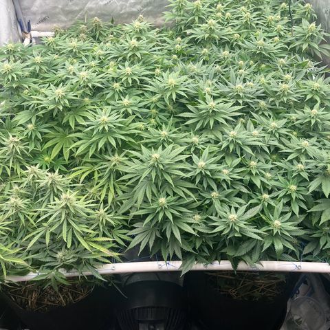 Northern Lights growlog timeline photo