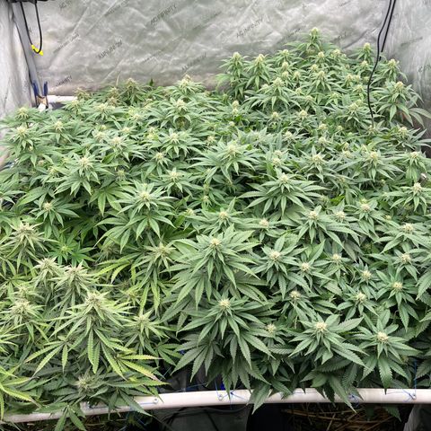 Northern Lights growlog timeline photo