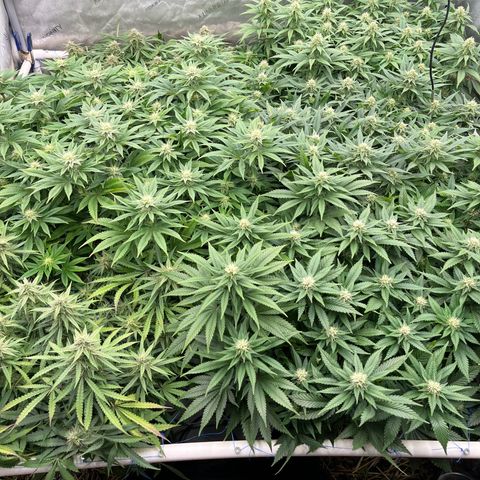 Northern Lights growlog timeline photo