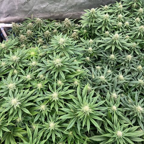 Northern Lights growlog timeline photo