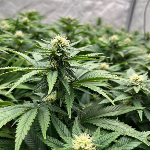 Northern Lights growlog timeline photo