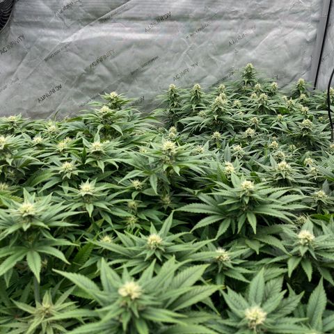 Northern Lights growlog timeline photo