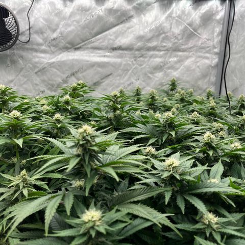 Northern Lights growlog timeline photo