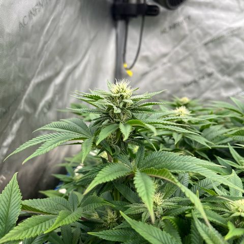 Northern Lights growlog timeline photo