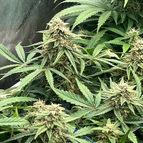 Northern Lights growlog timeline photo