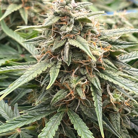 Northern Lights growlog timeline photo