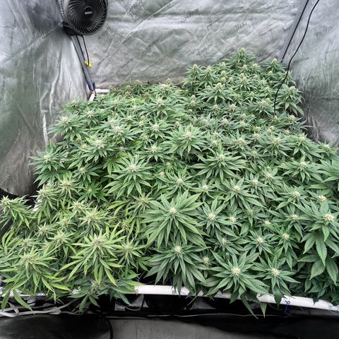 Northern Lights growlog timeline photo