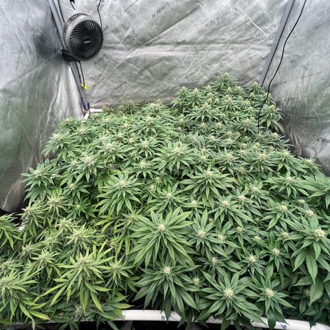 Northern Lights growlog timeline photo