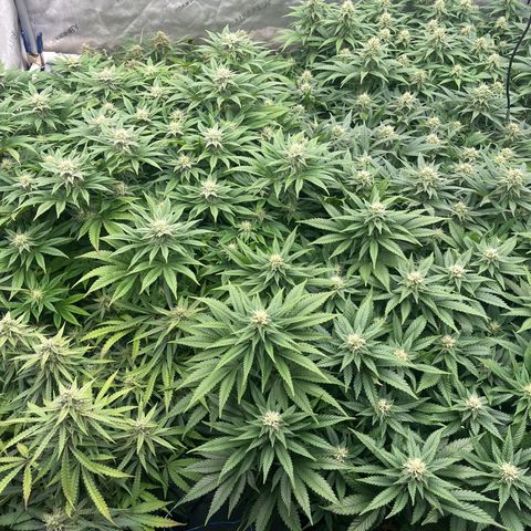 Northern Lights growlog timeline photo