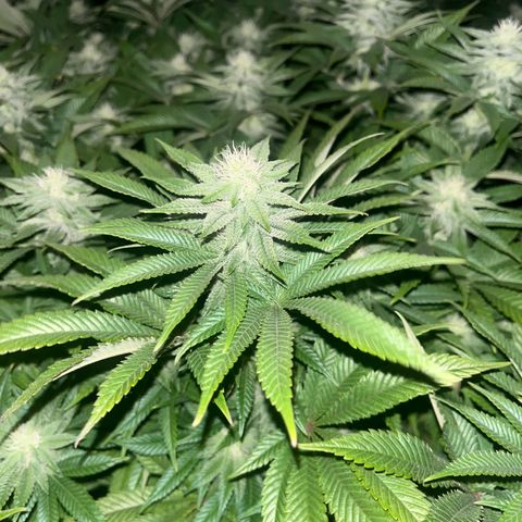 Northern Lights growlog timeline photo