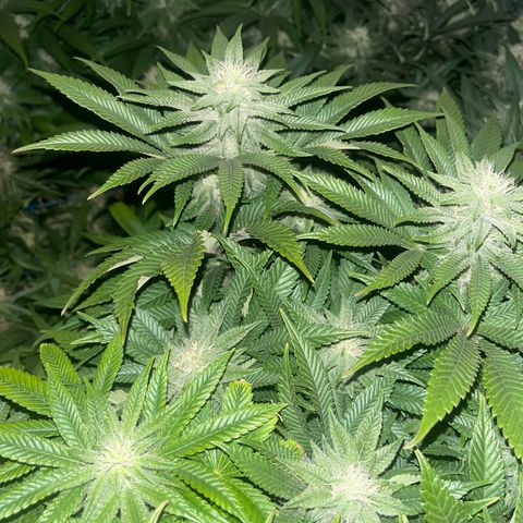 Northern Lights growlog timeline photo