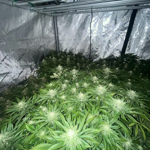 Northern Lights growlog timeline photo